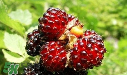 野草莓就是覆盆子嗎？覆盆子和野草莓的區(qū)別
