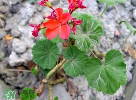 五月份種什么花？5月份適合種什么花？