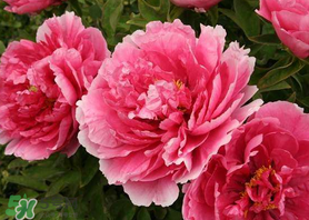 五月份種什么花？5月份適合種什么花？