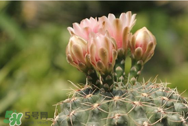 五月份種什么花？5月份適合種什么花？