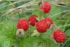 空心泡能吃嗎？空心泡與樹莓的差別