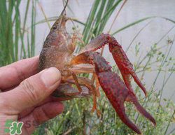 五月份能釣龍蝦嗎？5月份可以釣龍蝦嗎？