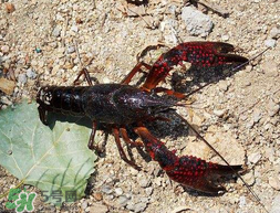 五月份能釣龍蝦嗎？5月份可以釣龍蝦嗎？