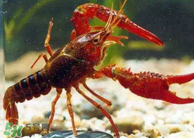 什么時候釣龍蝦最好？龍蝦幾月份能釣？