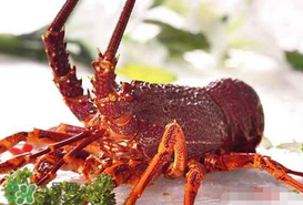 5月份適合養(yǎng)小龍蝦嗎？幾月份適合養(yǎng)龍蝦？