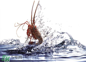 5月份適合養(yǎng)小龍蝦嗎？幾月份適合養(yǎng)龍蝦？