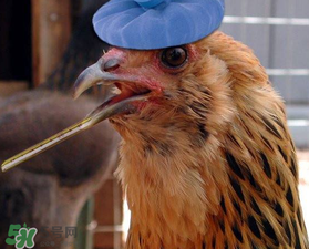 五月份還有禽流感嗎？禽流感幾月份結(jié)束？