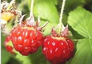 山莓能不能生吃？山莓可不可以生吃？