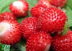 蛇莓收購(gòu)多少一公斤？蛇莓價(jià)格