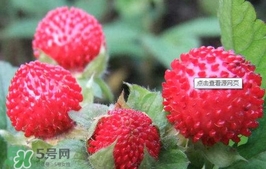 蛇莓可以吃嗎？蛇莓可以直接吃嗎