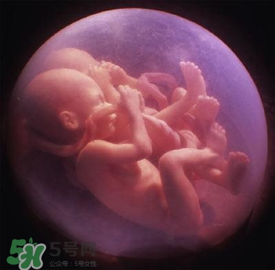 胎兒在媽媽肚子里都會干啥？胎兒的神奇世界