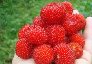 野草莓可以吃嗎？野草莓能不能吃