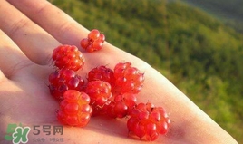 山莓能不能生吃？山莓可不可以生吃？