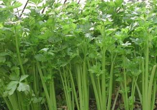 五月份可以種芹菜嗎？芹菜適合什么時(shí)候播種？