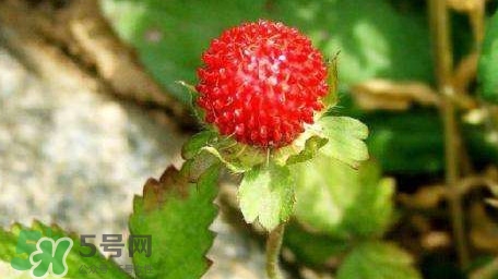 蛇莓有毒嗎？蛇莓有沒有毒