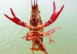 什么時(shí)候釣龍蝦最好？龍蝦幾月份能釣？