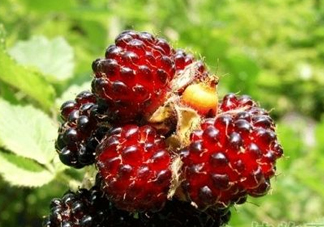 野草莓是覆盆子嗎？覆盆子是否叫蔓越莓