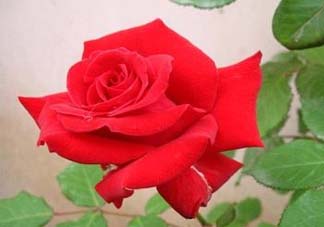 五月份可以扦插月季嗎？5月份適合插月季嗎？