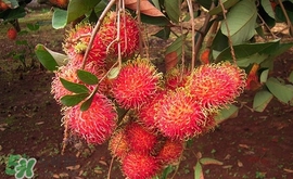 紅毛丹什么時候上市？紅毛丹什么季節(jié)有？