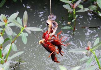 五月份能釣龍蝦嗎？5月份可以釣龍蝦嗎？