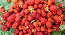 野草莓能吃嗎？野草莓圖片