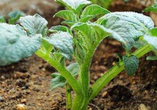 五月份可以種土豆嗎？5月份能種土豆嗎？