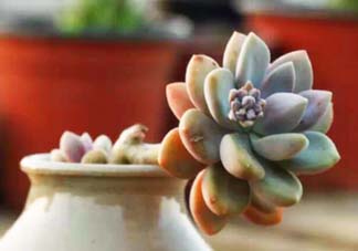 五月份適合種多肉嗎？什么季節(jié)適合種多肉？