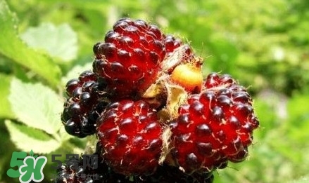 野草莓是覆盆子嗎？覆盆子是否叫蔓越莓