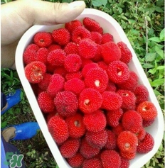 空心泡能吃嗎？空心泡與樹莓的差別