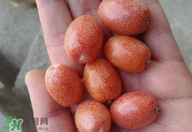 羊奶果可以連皮吃嗎？羊奶果的皮可以吃嗎