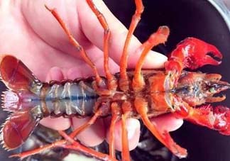 野生小龍蝦什么時候有？野生小龍蝦幾月份有？