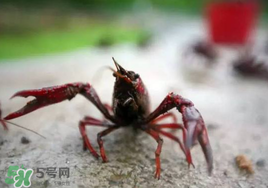 小龍蝦什么時(shí)候最好釣？什么時(shí)候可以釣小龍蝦？