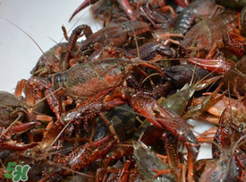 小龍蝦什么時(shí)候最好釣？什么時(shí)候可以釣小龍蝦？