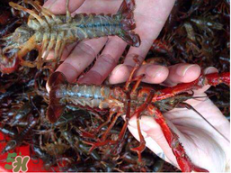 野生小龍蝦能吃嗎？野生小龍蝦吃了會中毒嗎？