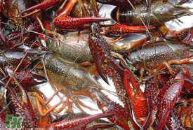 野生小龍蝦怎么抓？野生龍蝦怎么捕捉？