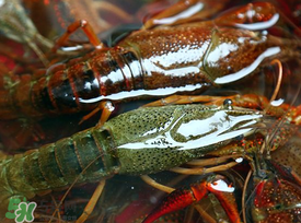 野生小龍蝦怎么抓？野生龍蝦怎么捕捉？