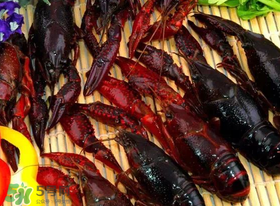 野生小龍蝦怎么抓？野生龍蝦怎么捕捉？