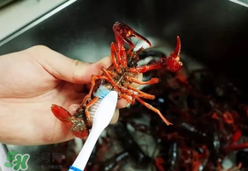 野生小龍蝦什么時(shí)候有？野生小龍蝦幾月份有？