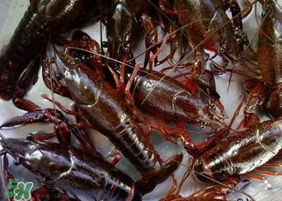 野生小龍蝦什么時(shí)候有？野生小龍蝦幾月份有？