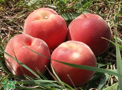 桃子不能和什么一起吃？桃子和什么不能一起吃？