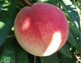 桃子一天可以吃幾個？桃子一天最多吃幾個？