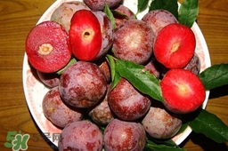 雙華李就是三華李嗎？雙華李和三華李區(qū)別