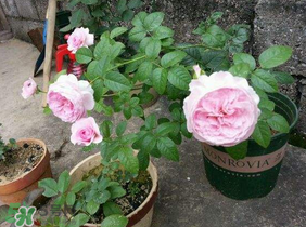 五月份可以種月季嗎？月季五月怎么養(yǎng)？