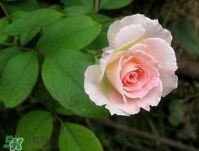 五月份可以種月季嗎？月季五月怎么養(yǎng)？