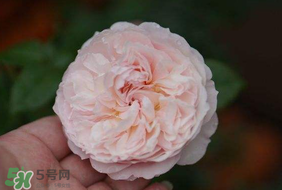 五月份可以種月季嗎？月季五月怎么養(yǎng)？