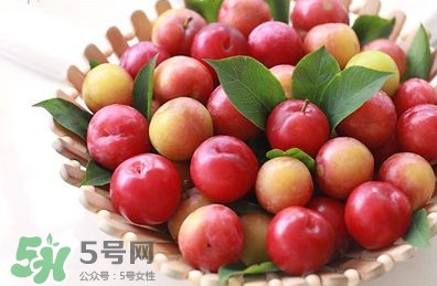 三華李種植幾年可掛果？三華李什么時(shí)候種植