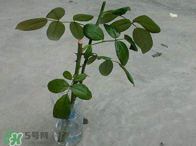 月季5月能插活嗎？月季花五月能插活嗎？