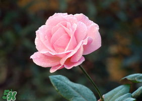 月季花5月扦插當(dāng)年會開花嗎？月季花的花期