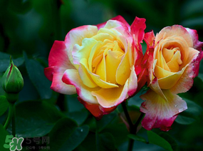 月季花5月扦插當(dāng)年會開花嗎？月季花的花期