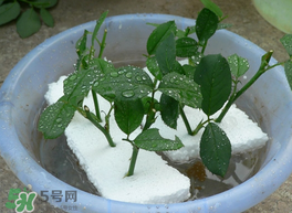 月季花什么時候插最好活？月季花怎么扦插成活率高？